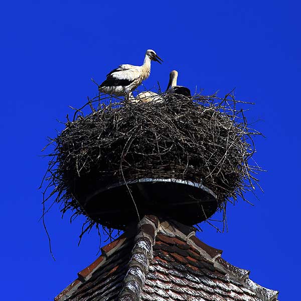 Cicogna Bianca Grande Altezza Naturale 80 Cm Da Laghetto Statua